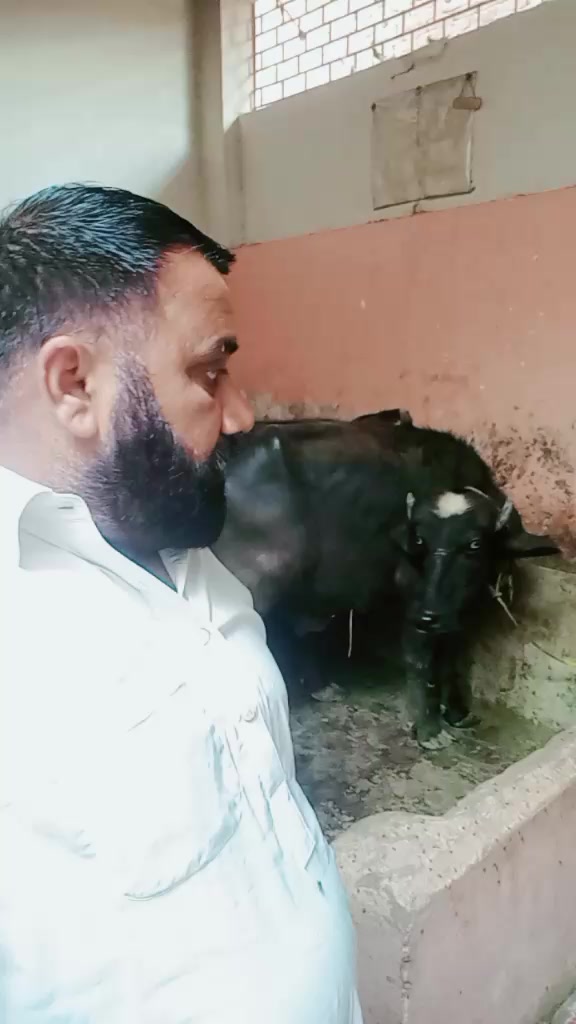 @amanat Kasai