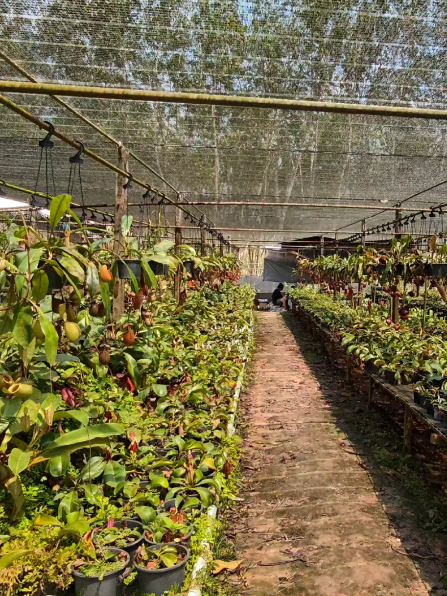@GSp.Rayong Nepenthes
