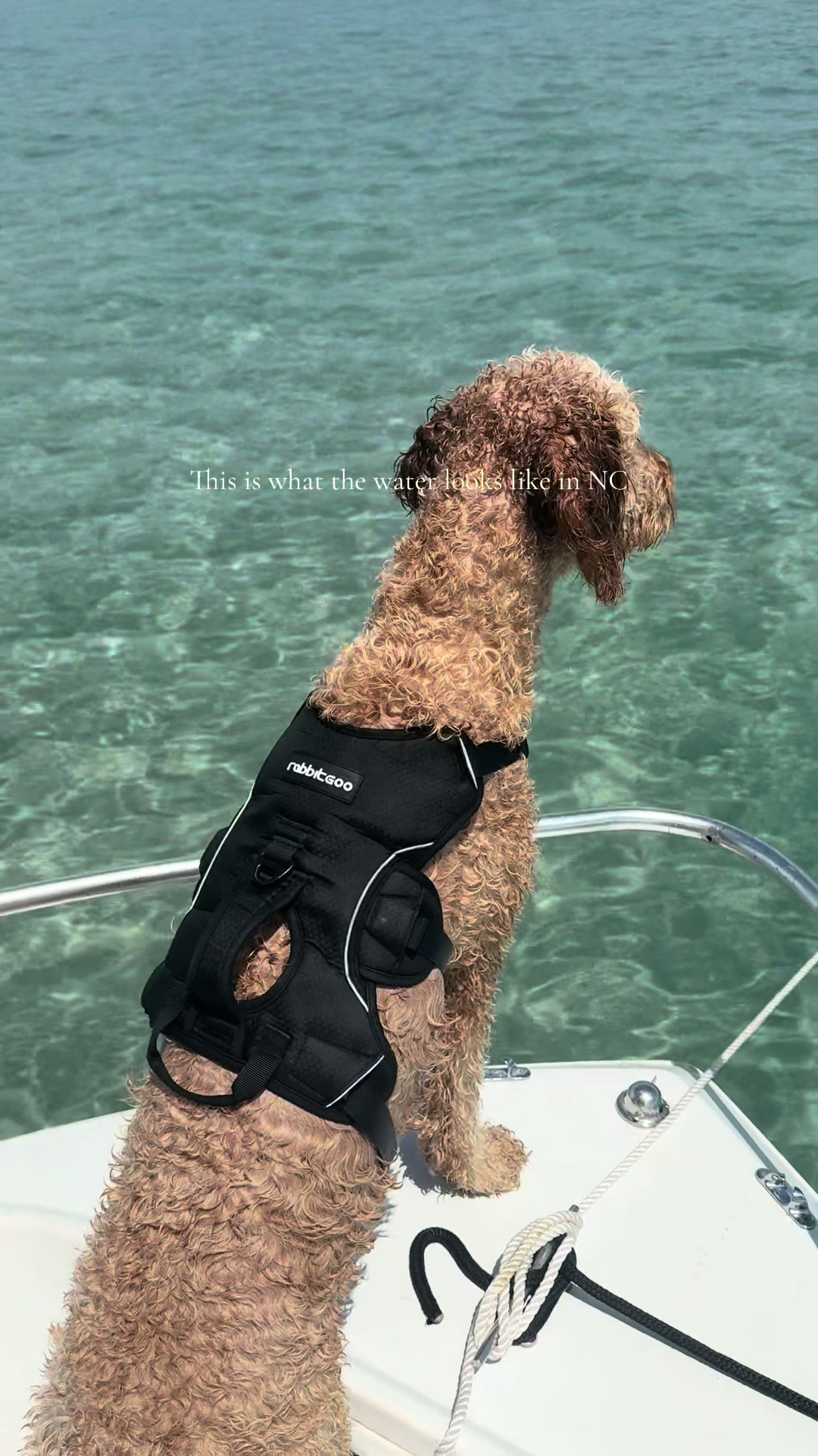 @Life.of.Penny Poo