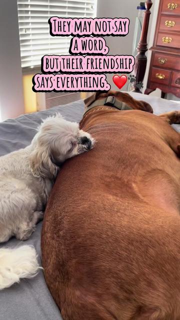 @Cheryl dog mom