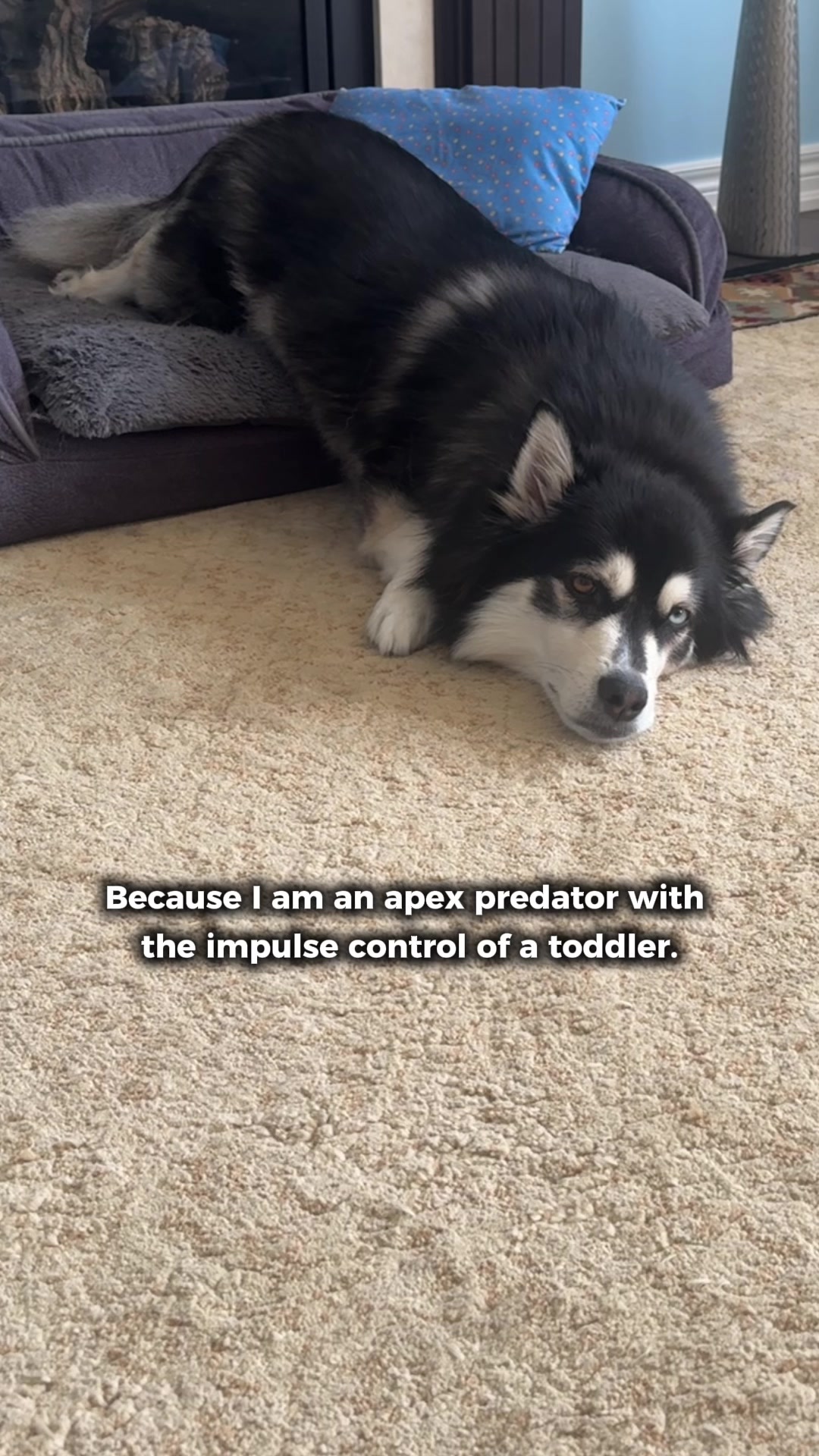 @Zeus the Pomsky🐾