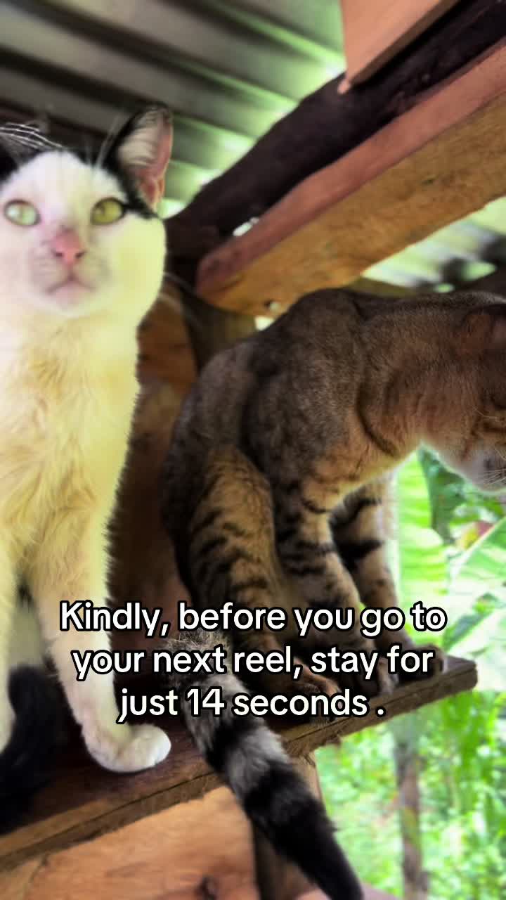 @Dad for all cats and dogs 🐶🐱