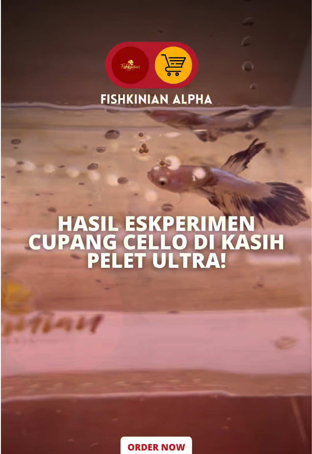 @Fishkinian Alpha1