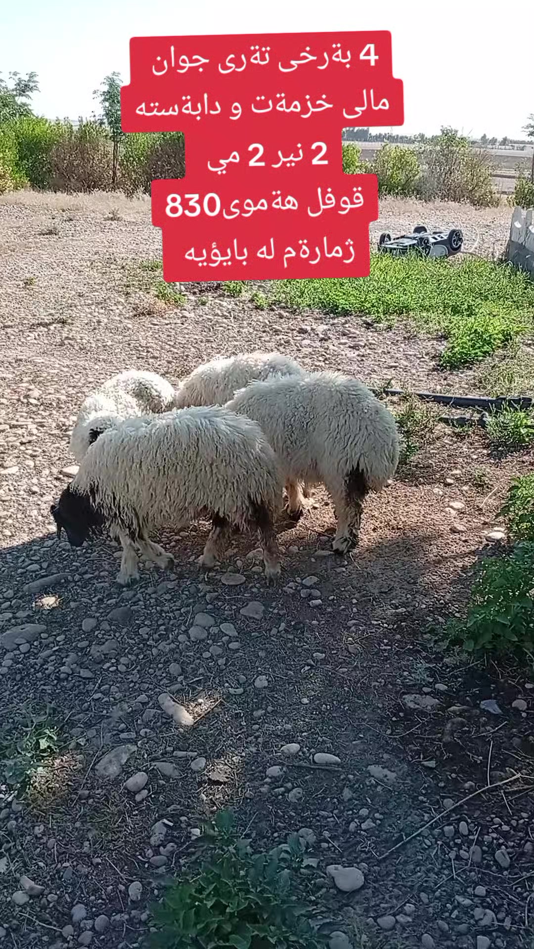 @احمد الكوردي