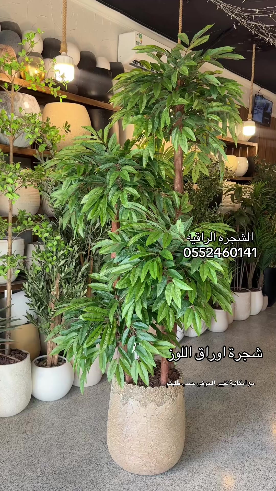 @الشجره الراقيه(زهور المملكه)🌴