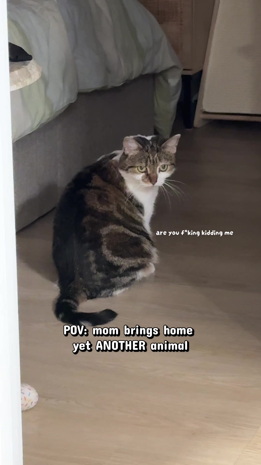 @Suki Purrs