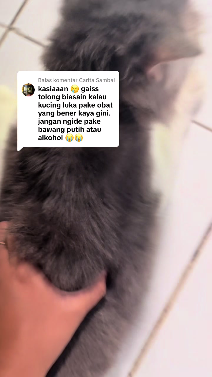 @Nita dan para kucing🐾
