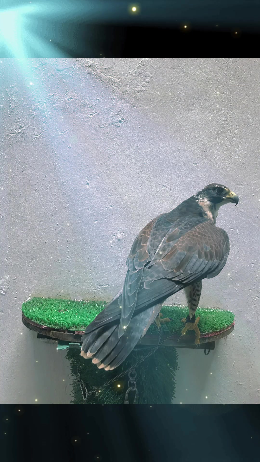 @Falconcity