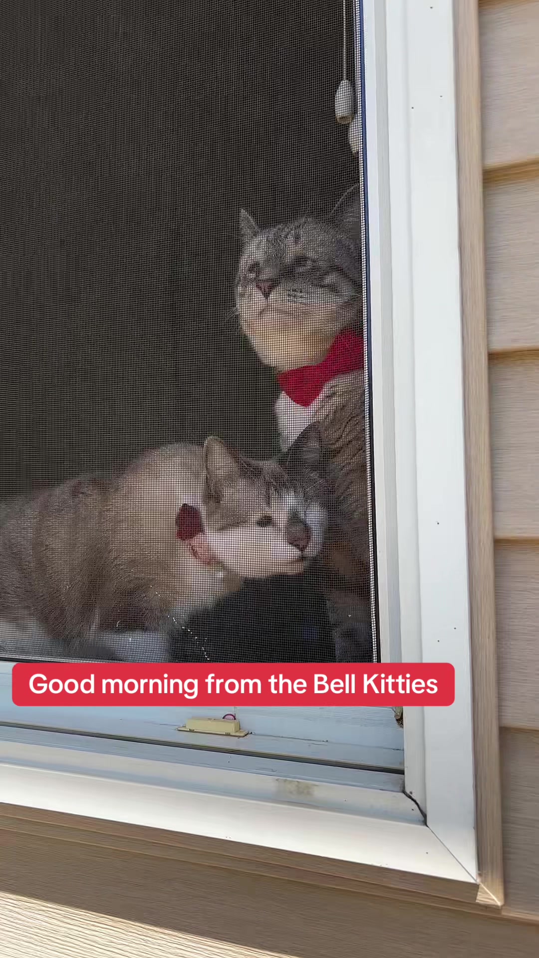 @bellkittiesmom
