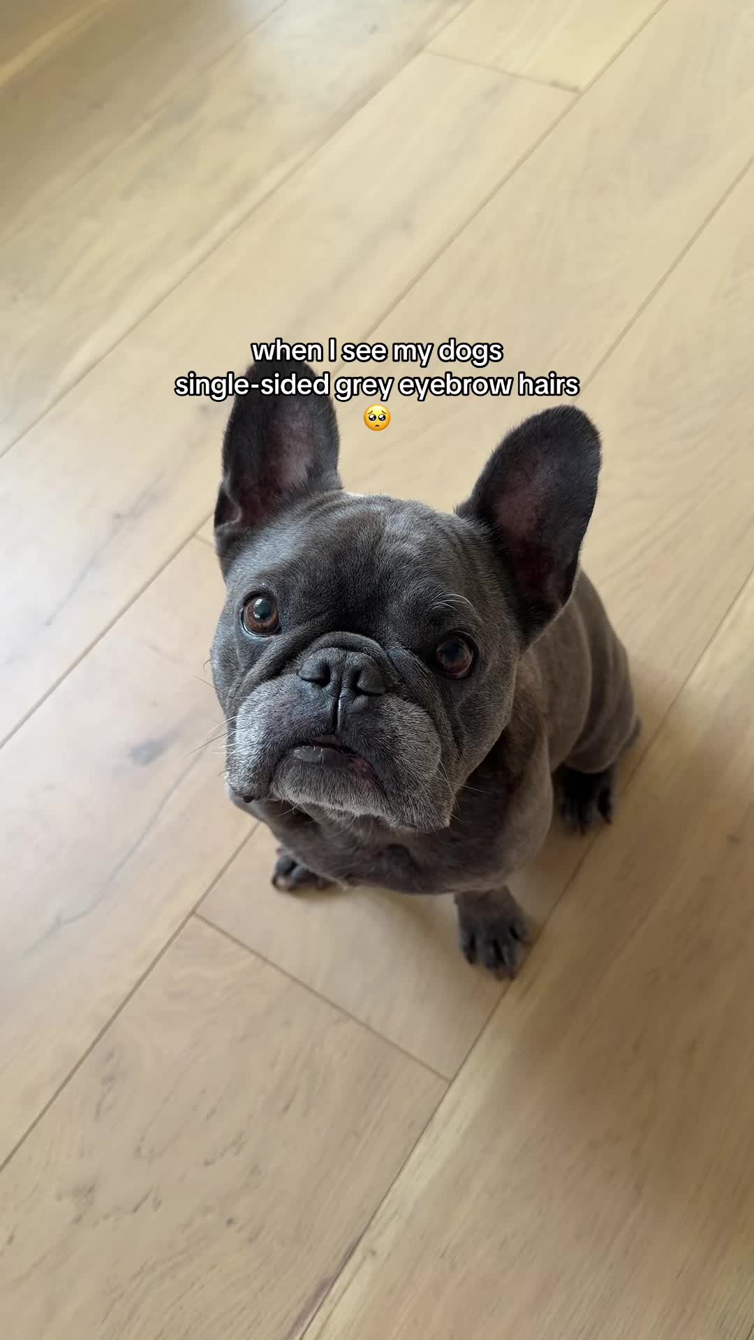 @Winston & Charlie 🐾