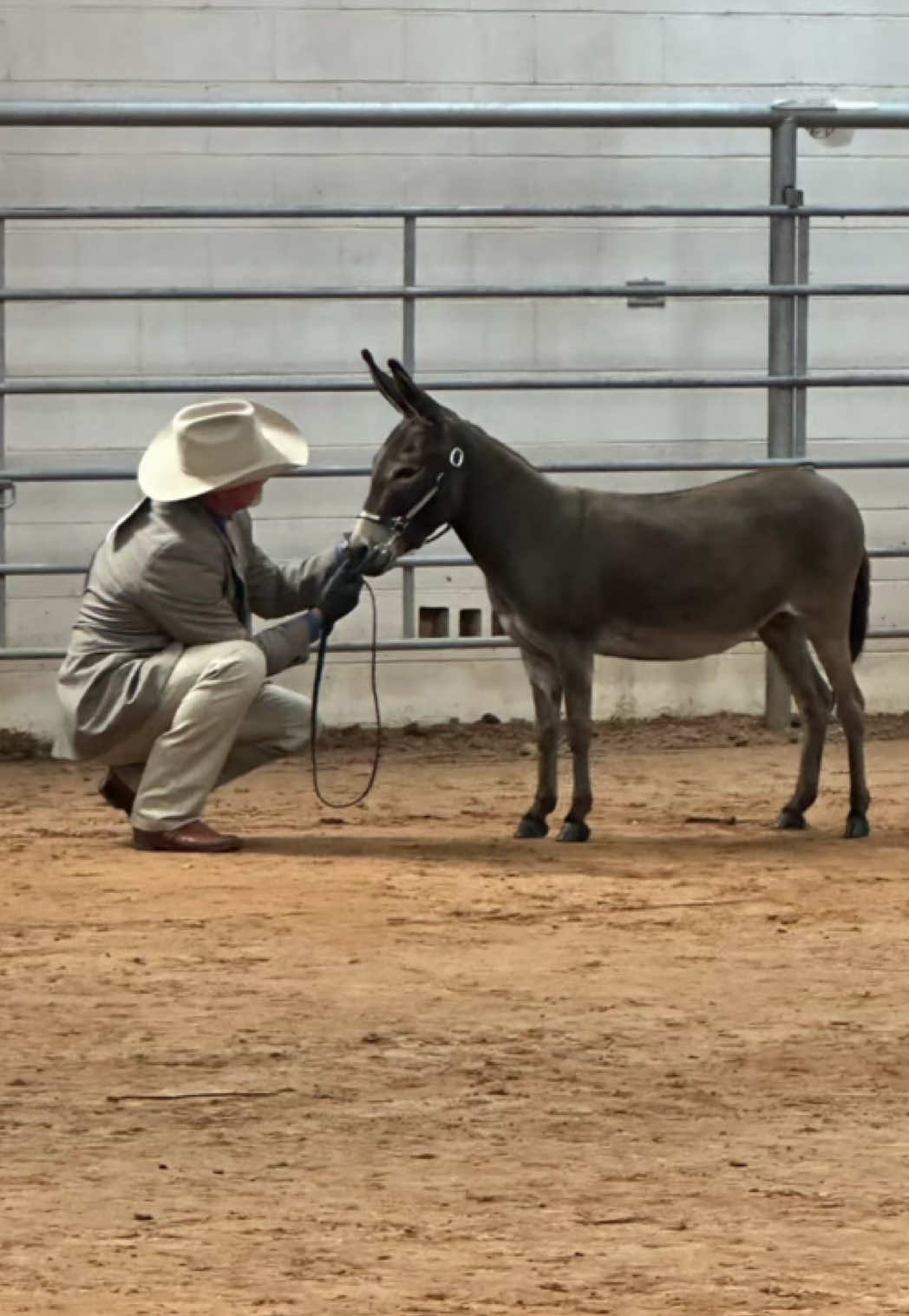 @Cypress Farm Donkeys