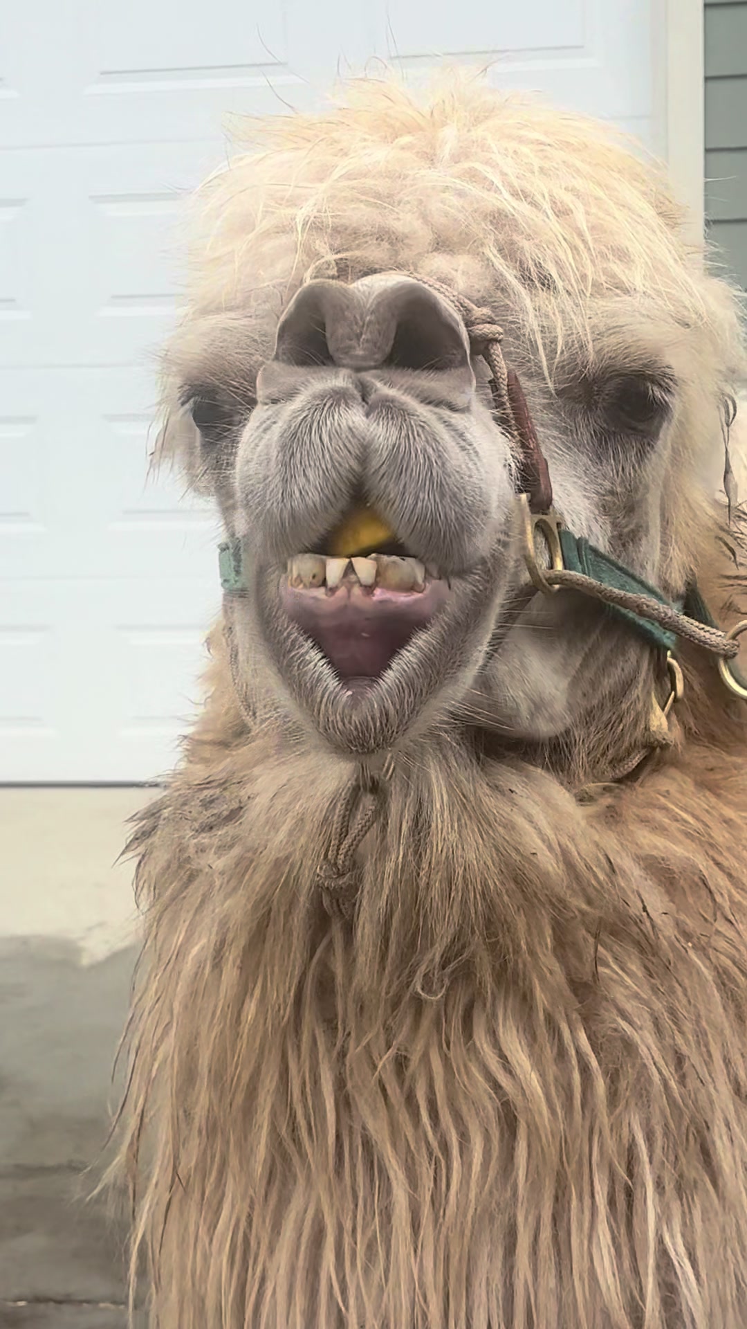@MayhemTheCamel
