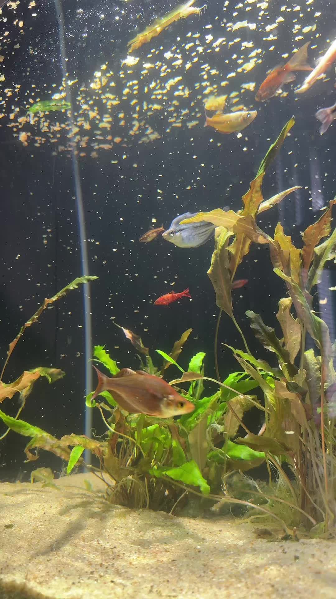 @SimpAquatics