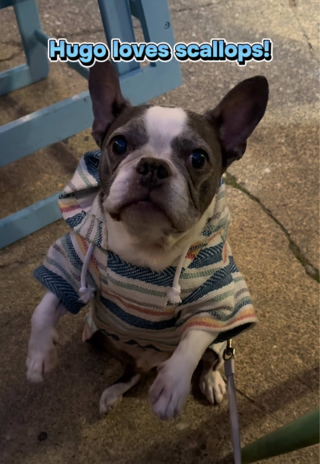 @Hugo_the_Frenchton