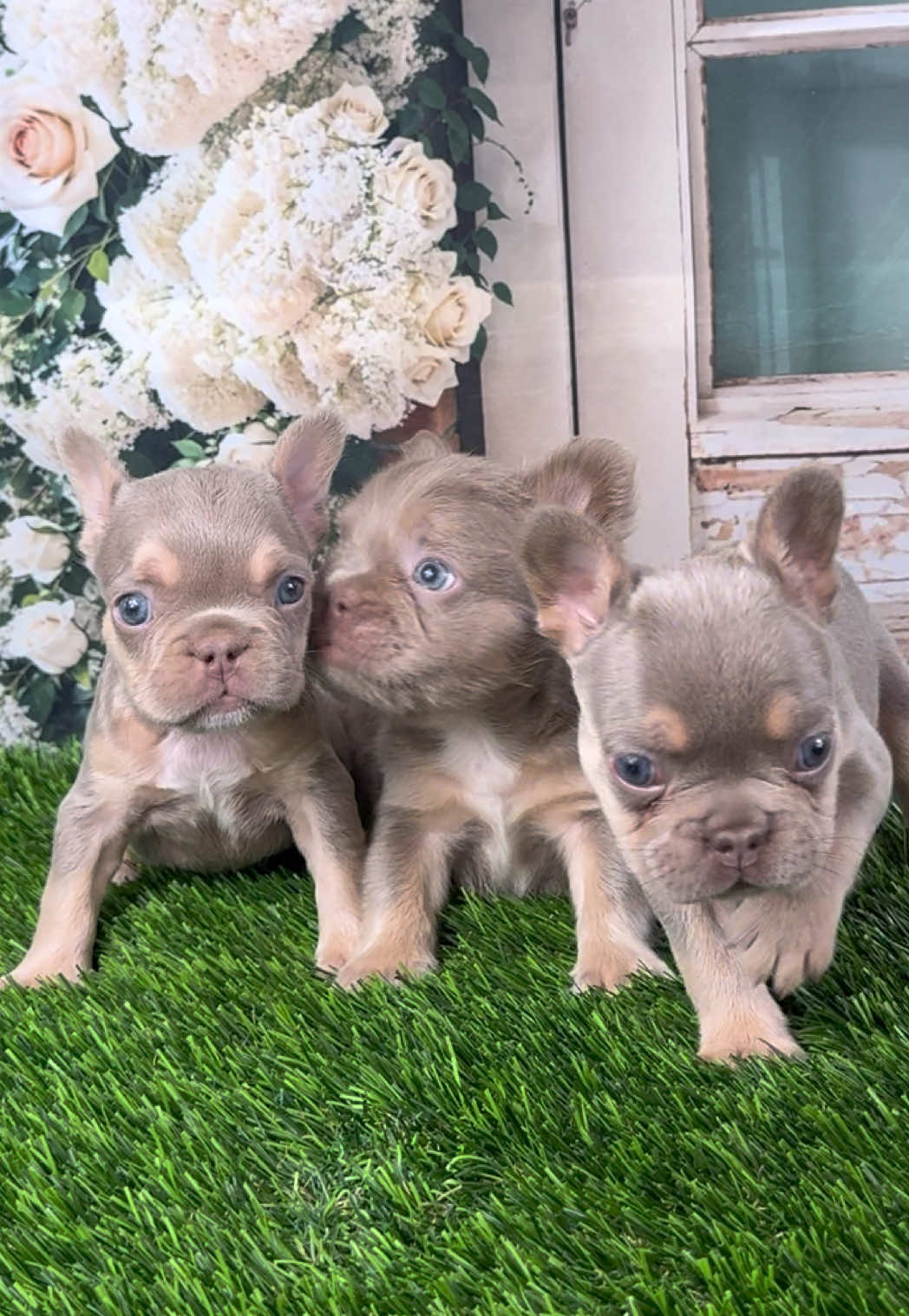 @FriendlyFrenchiesOC