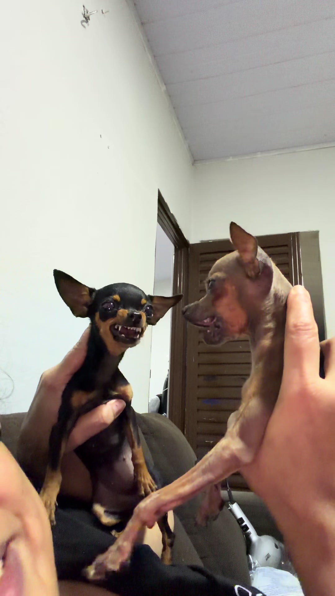 @rozi_pinscher_micros_of