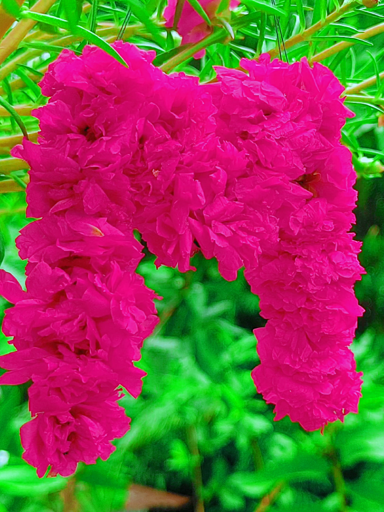 @🪺🦋বাংলার প্রকৃতি 🌾🌹