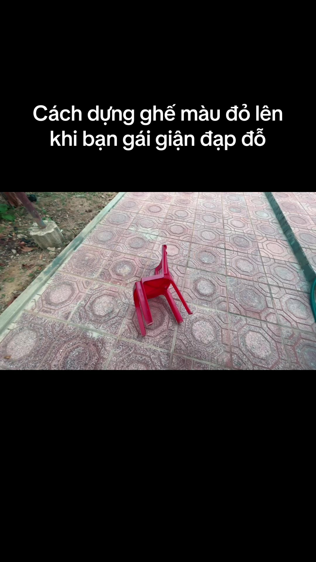 @Mèo thông thái