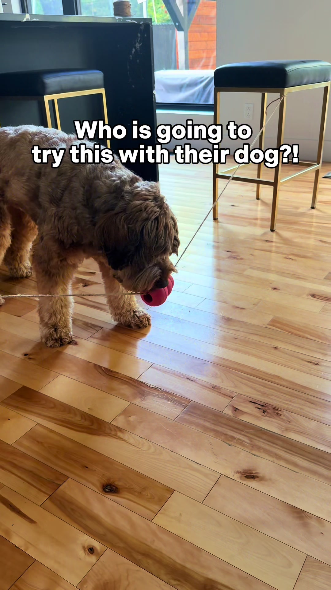 @Dogs Made Simple