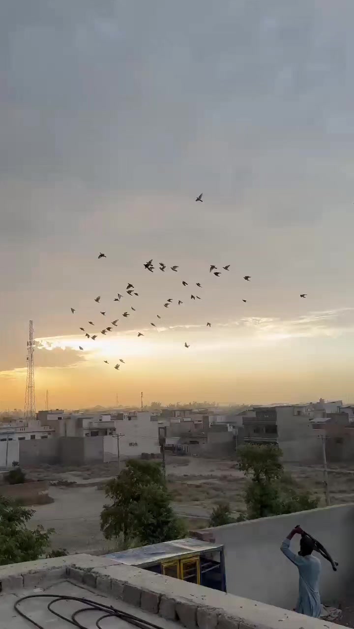 @عدیل رحمن لیہ وال کبوتر باز