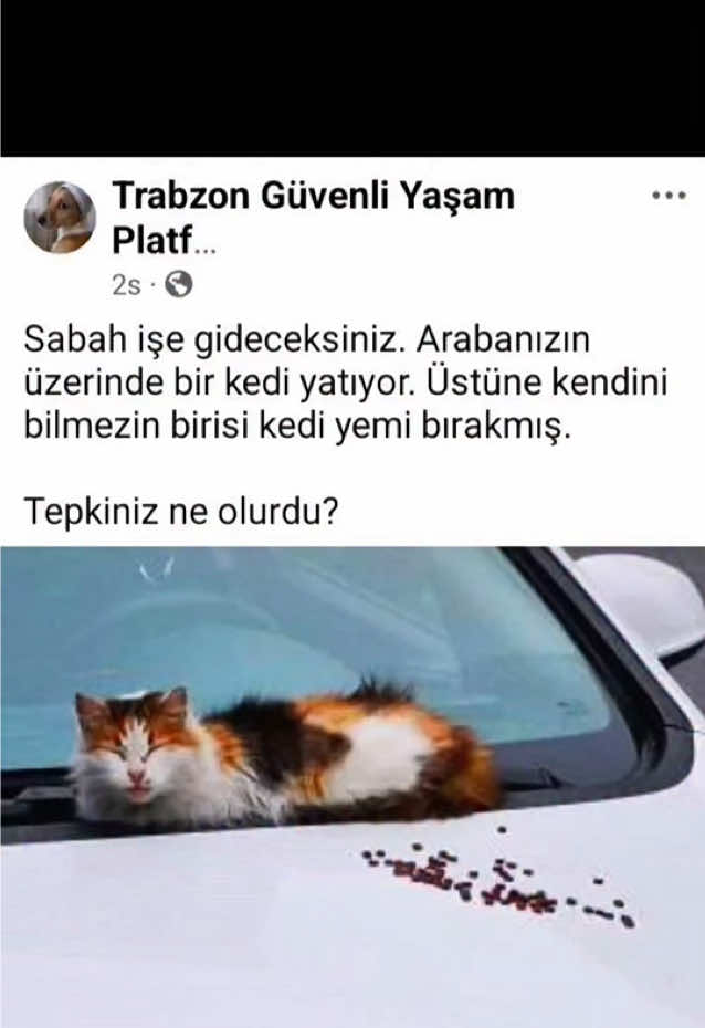 @kedifanatikleri