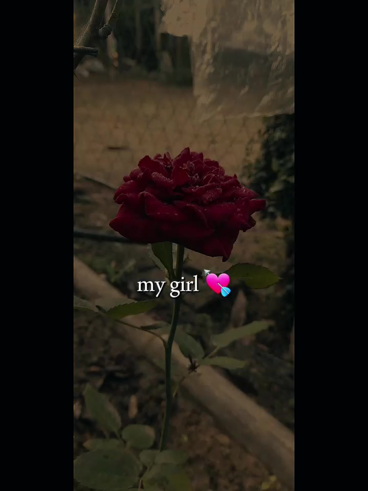 @🖤𝐁𝐥𝐚𝐜𝐤 𝐇𝐞𝐚𝐫𝐭🖤