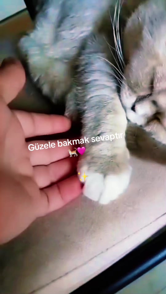 @🇹🇷 ͜͡✭𓃥 αүүιℓ∂ιz🦅🐺🤘A.S✨9