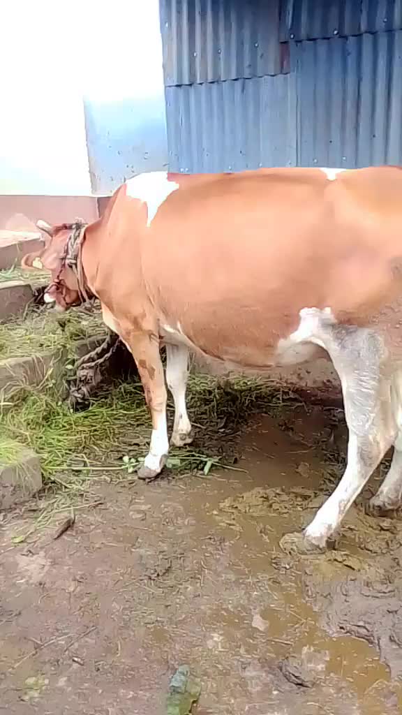 @Manita Badal