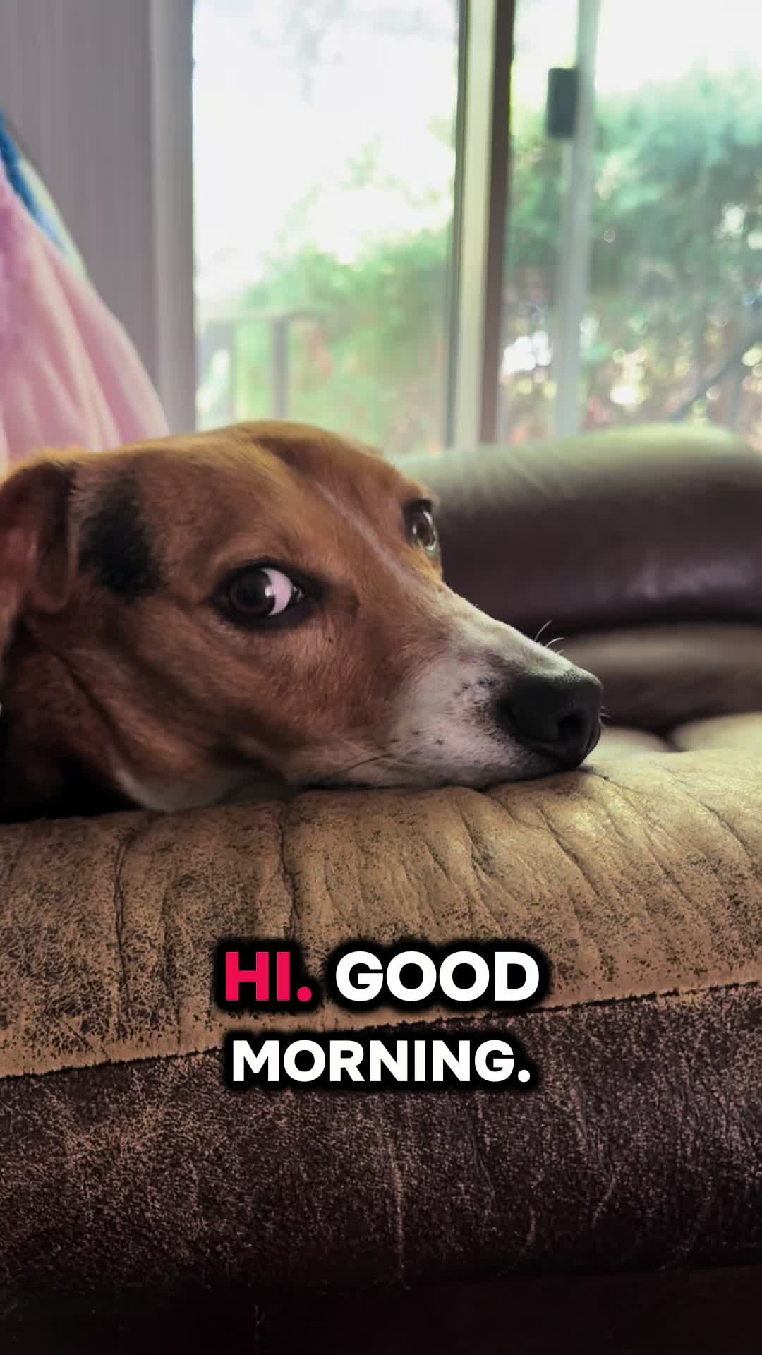 @ThatBeagleGus