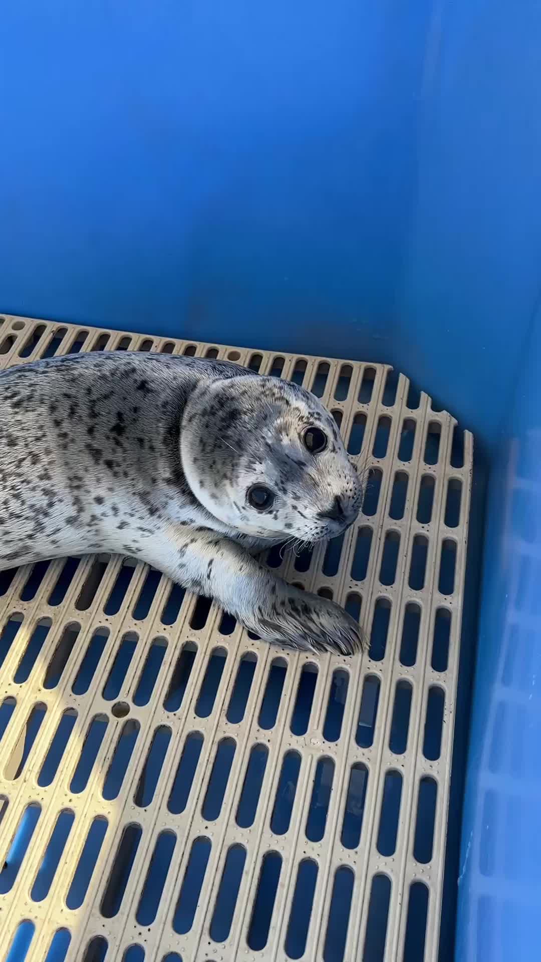 @Marine Mammal Rescue Society