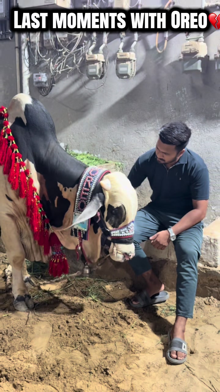 @cow lover😍