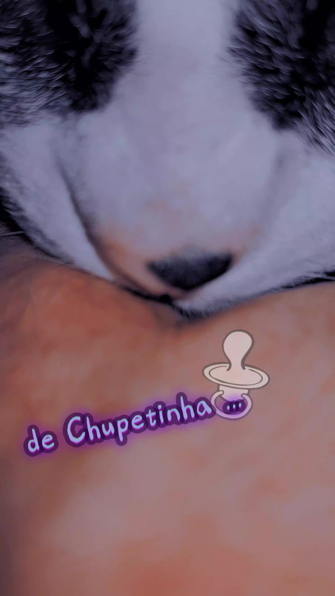 @gato.JIMMY.cat