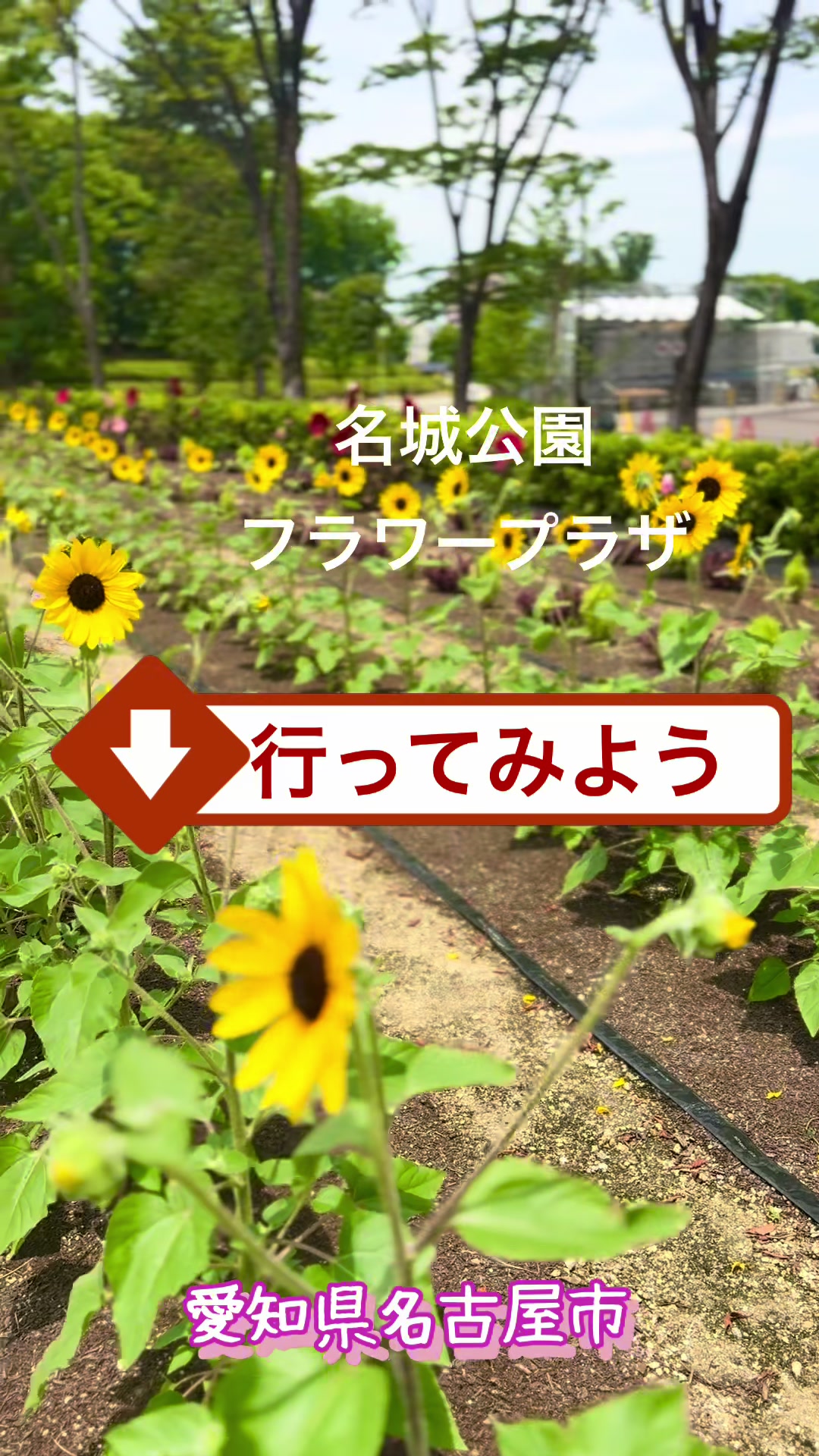 @ぱぴぷり