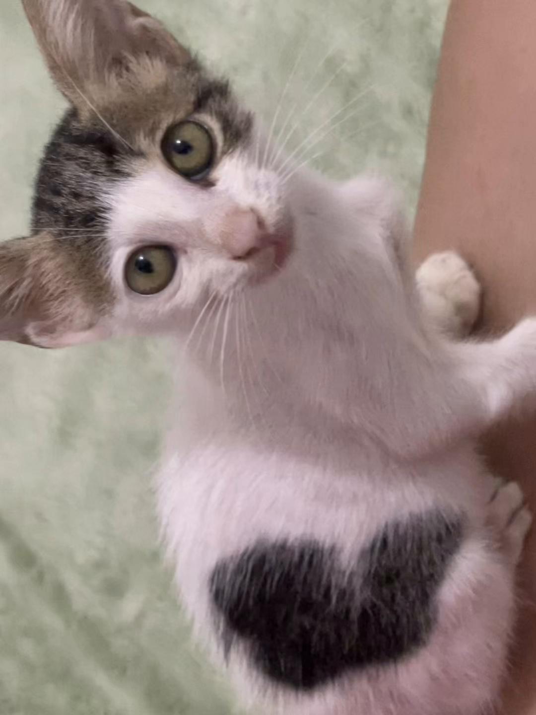 @missromanticamamacitapuzzycat