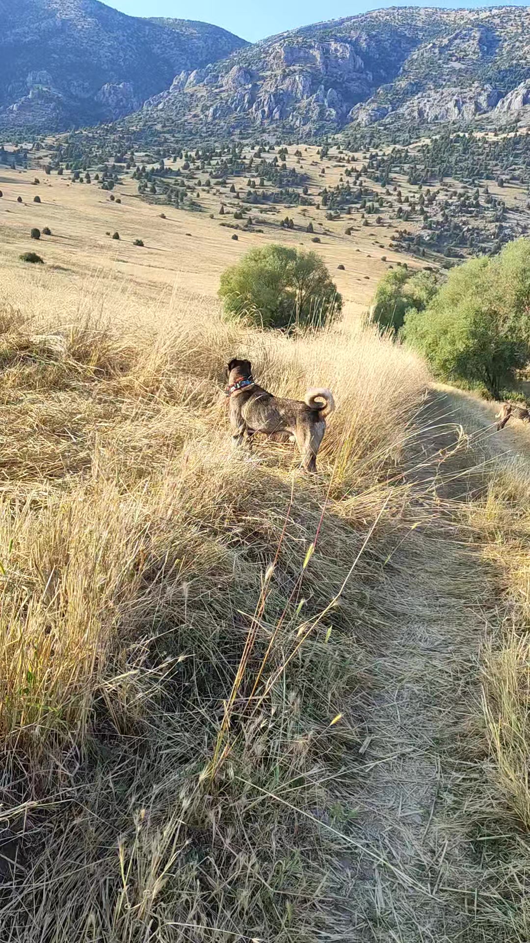 @Vural_koyunculuk_03