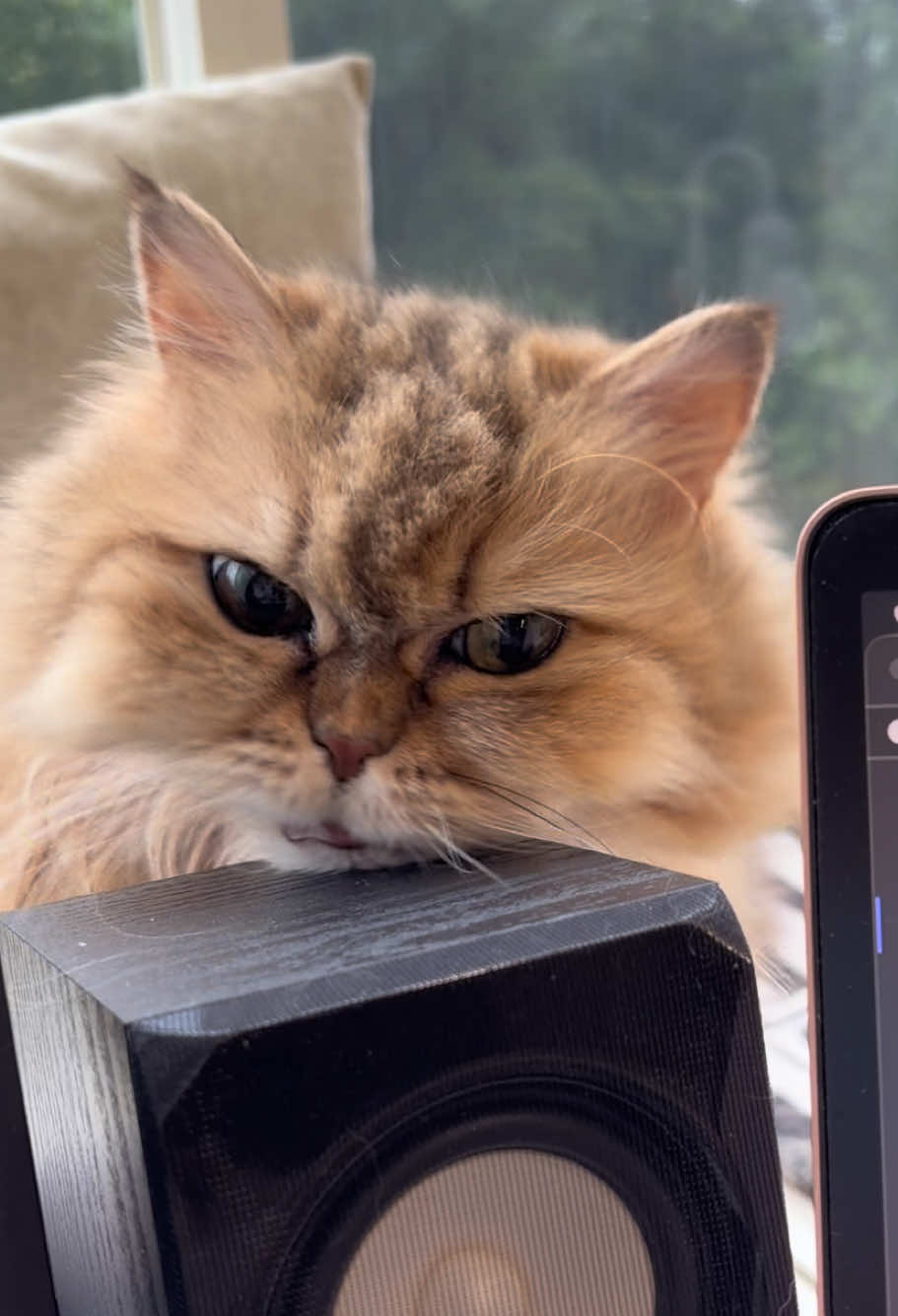 @🦷 Beboo the cat