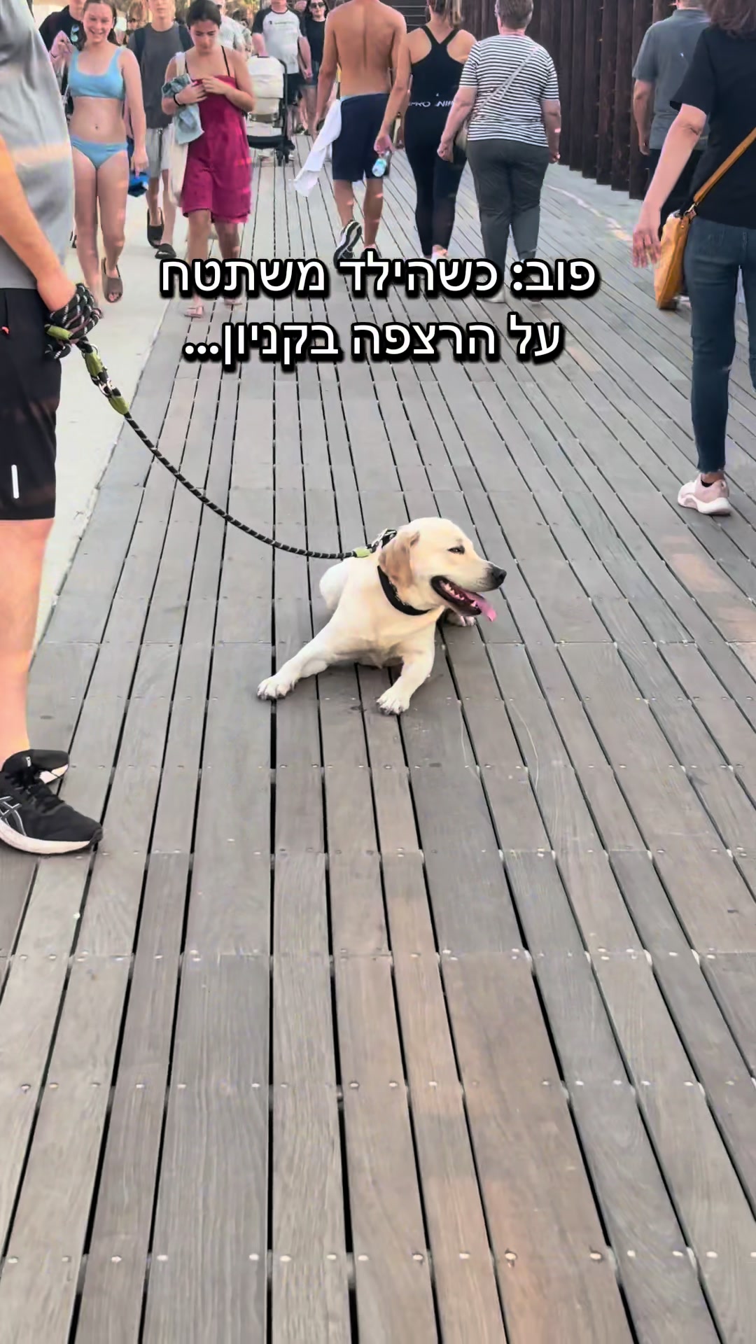 @Buri_The_Labrador