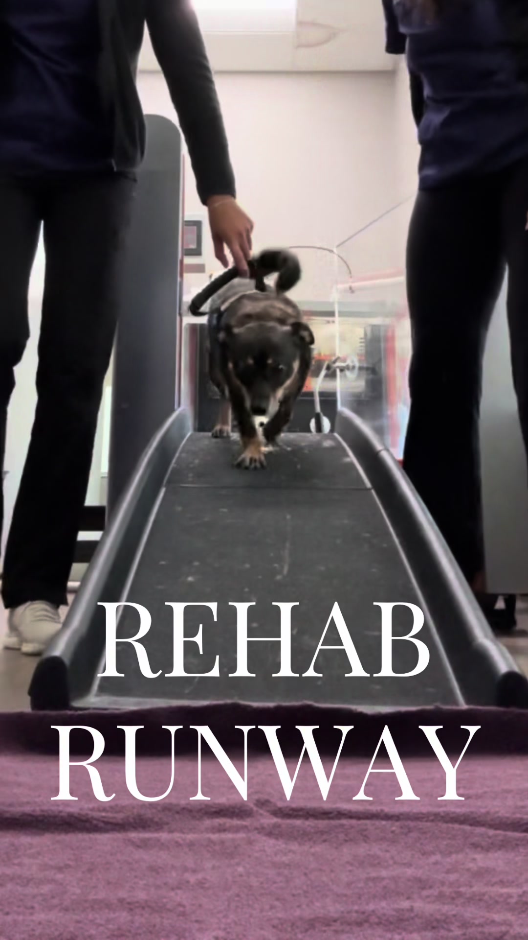 @BW.K9.Rehab🇨🇦