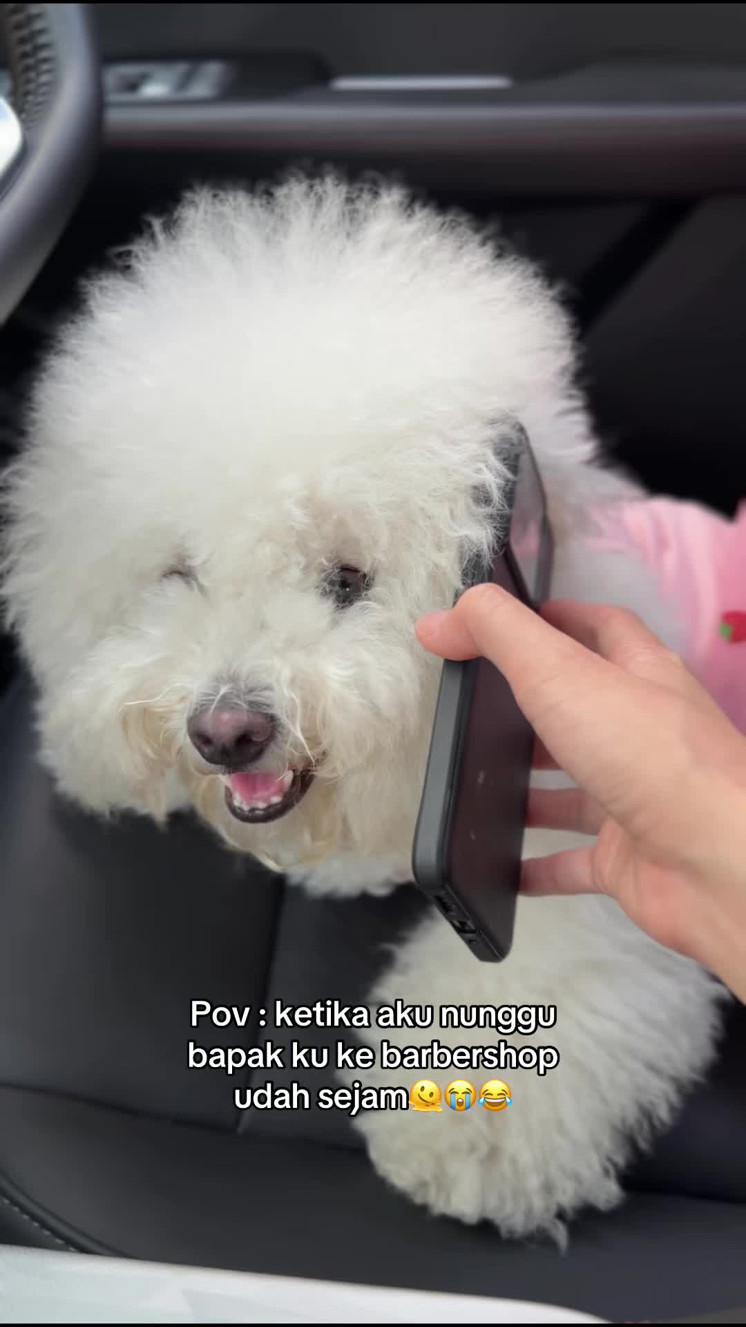 @Donut The Bichon