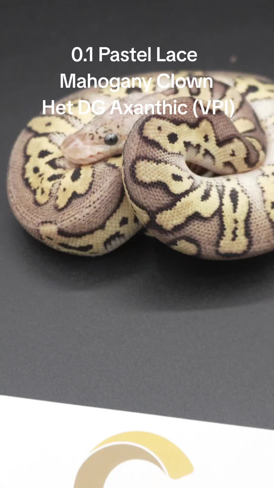 @Proxima Reptilis