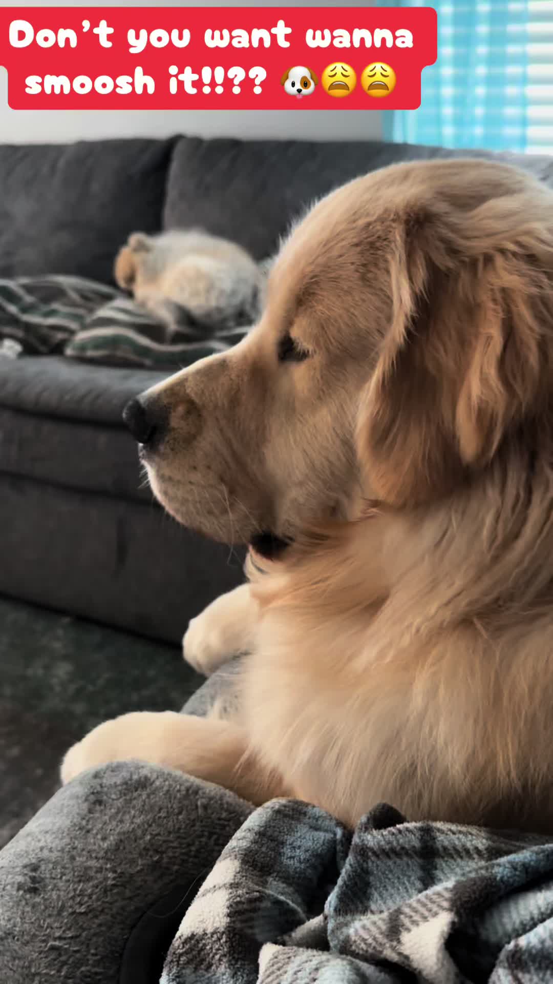 @Tucker_tha_Golden
