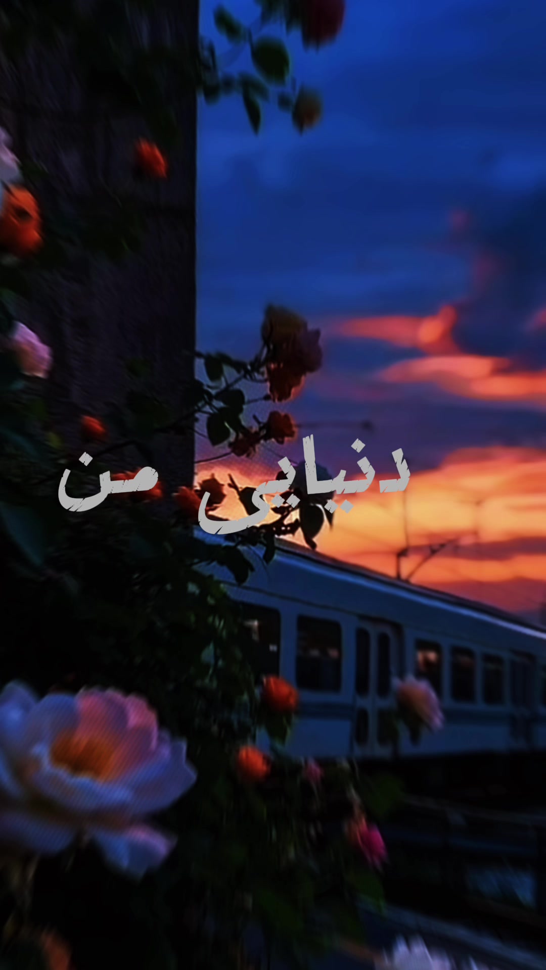 @AfghanGull 🇦🇫🌺