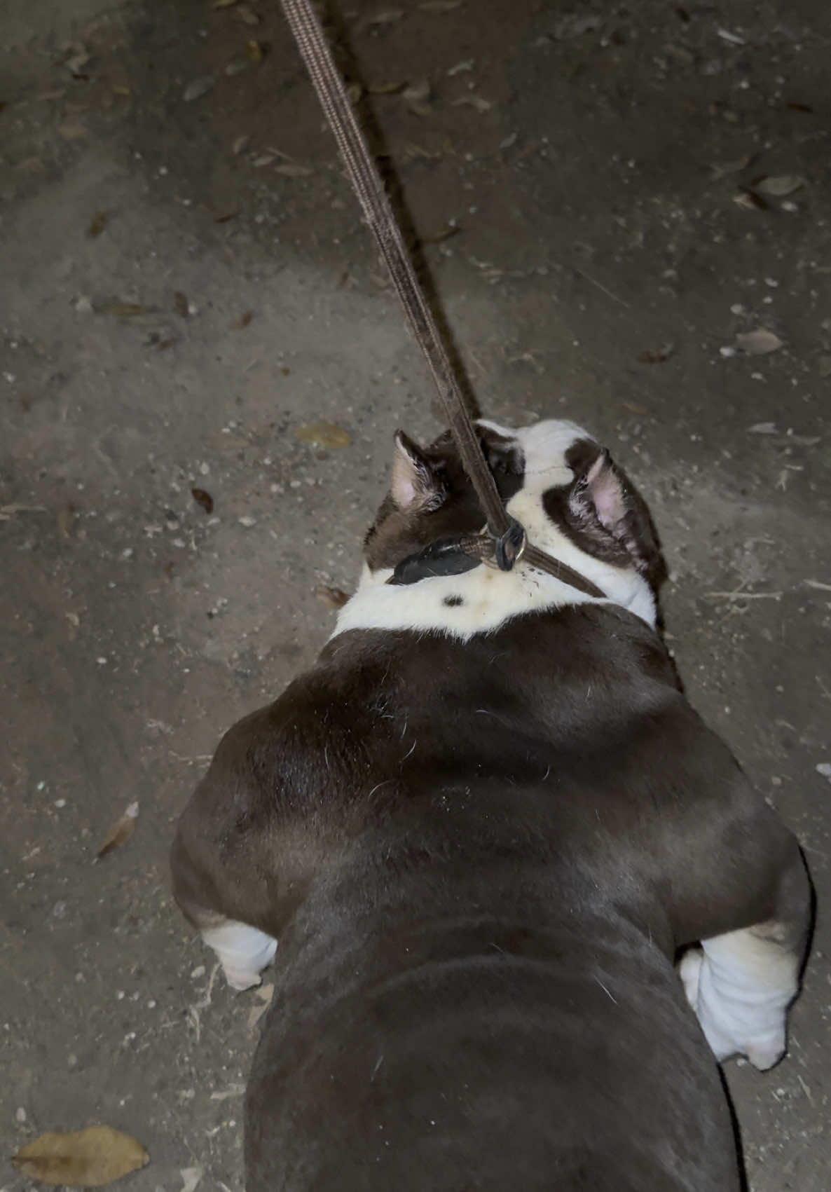 @🌴Tri Valley Bullys🌴