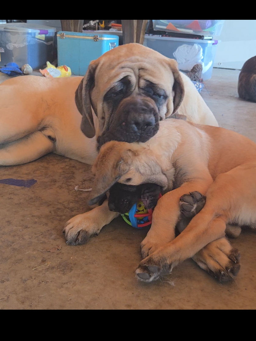 @Maple Mastiffs