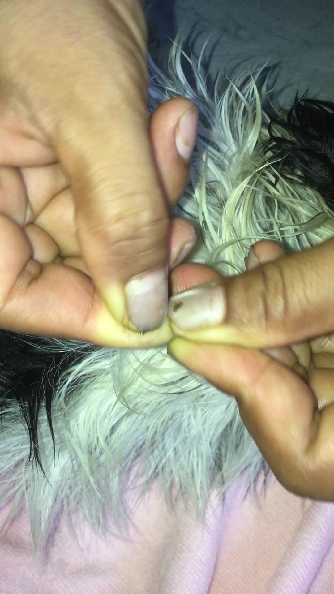@licecarot
