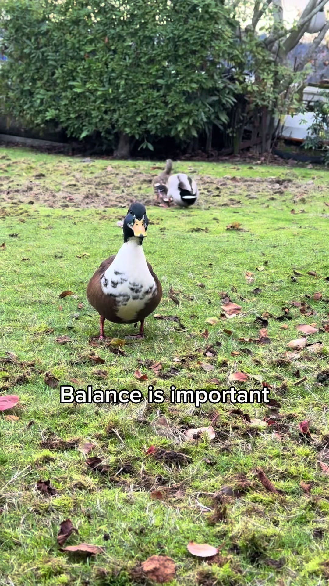 @duc