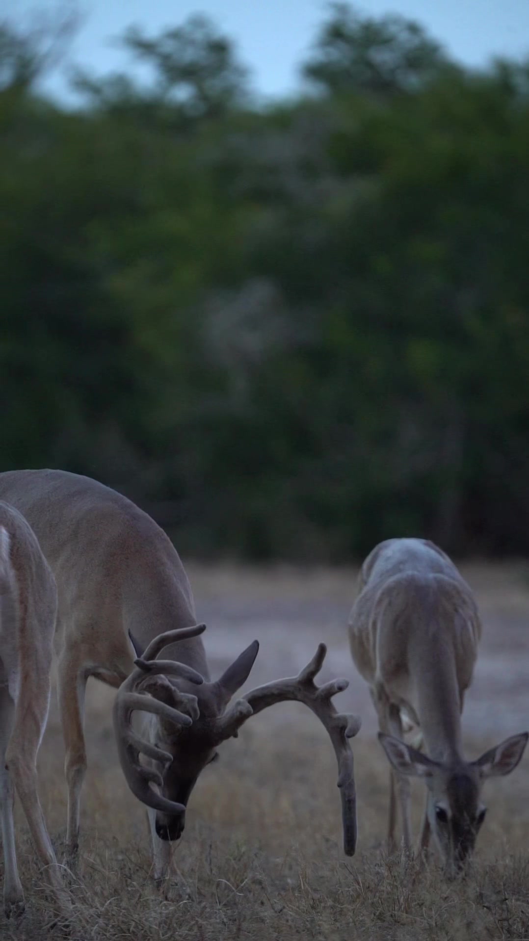 @South Texas Whitetails
