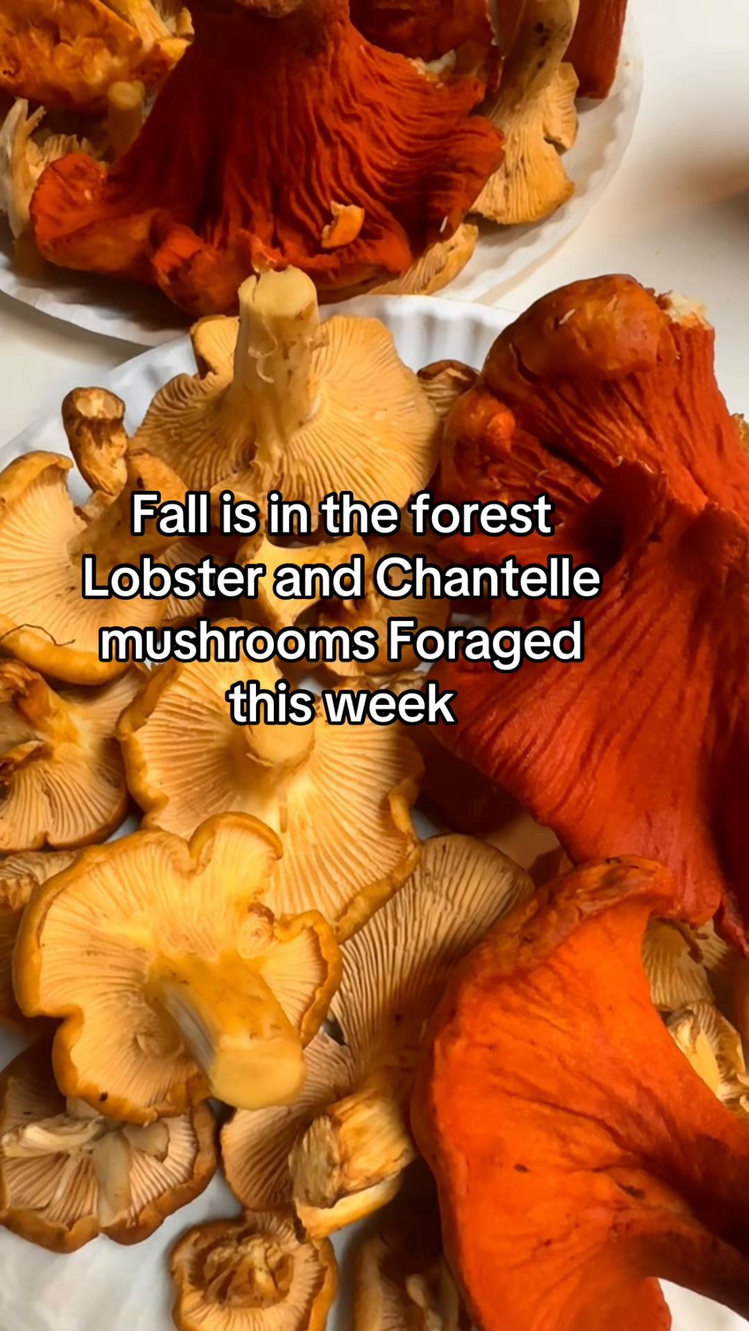 @Fungusamungus