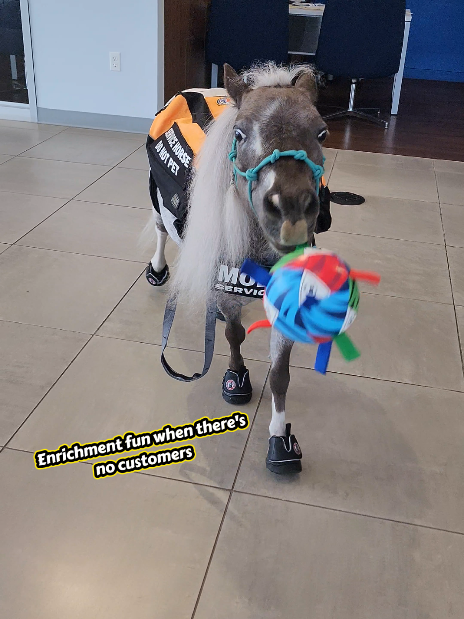 @minihorsemomandtrainer🐴🐴🐴🐴