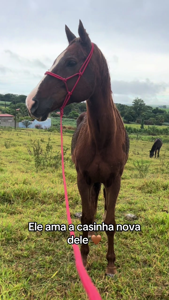 @Caju